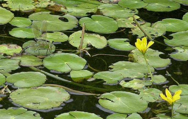 grotekeizerlibelsalland31072006 1